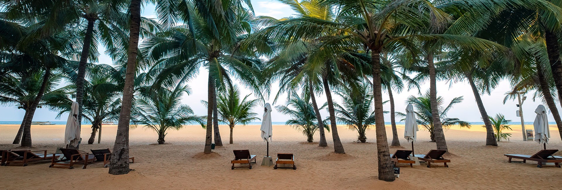 Wooden sun loungers lined up on a golden sand beach underneath palm trees