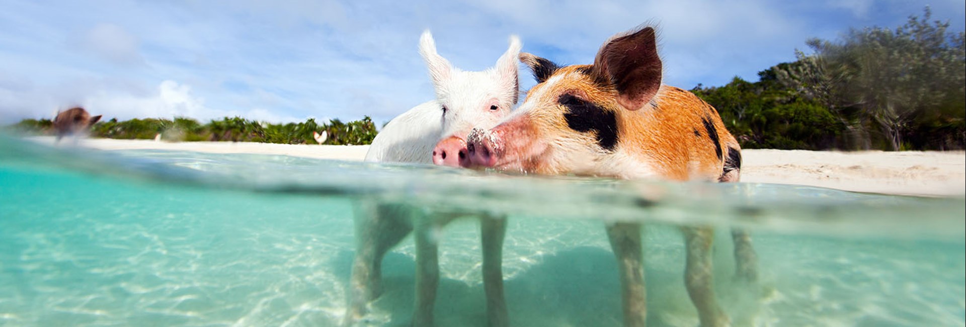 2 small pigs standing in clear tropical sea in Exuma