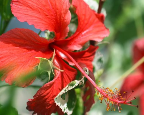  Red hibiscus flower in bloom