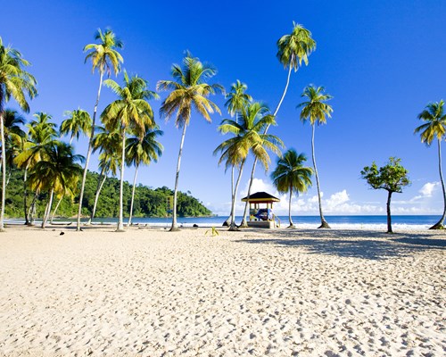 A line of tall palm trees on a tropical white beach