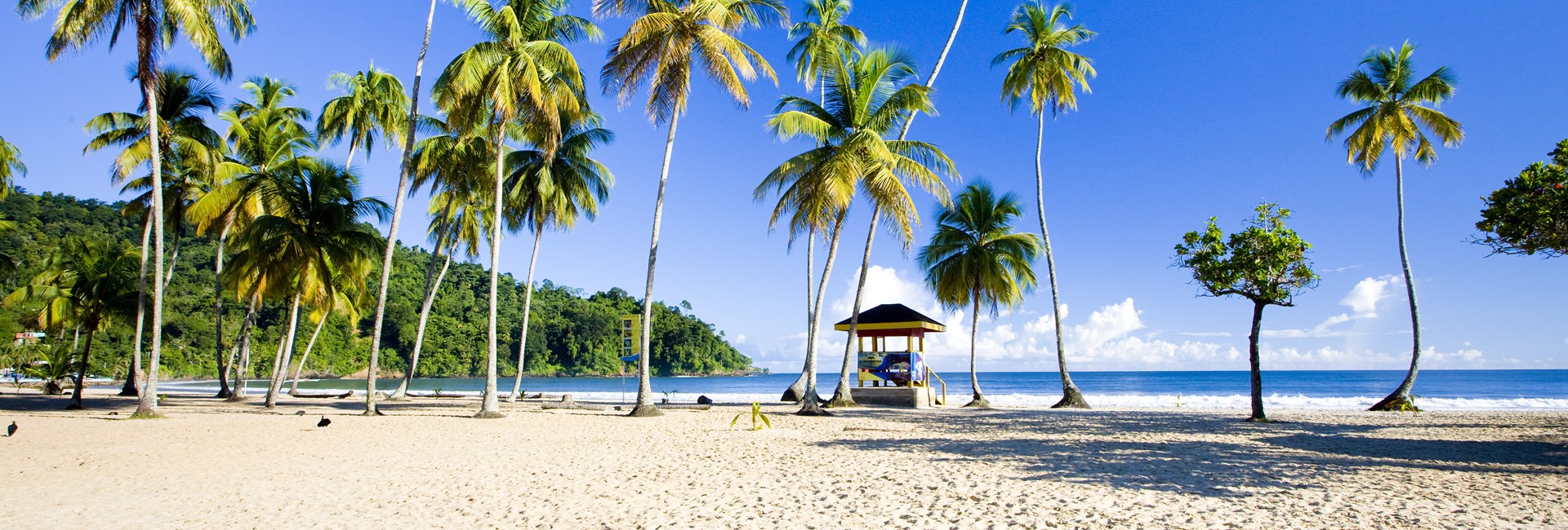  A line of tall palm trees on a tropical white beach