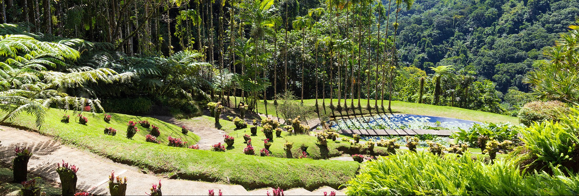 Colourful plants and trees at a pristine tropical garden