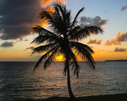  Large palm tree silhouette on beach at dusk with sun-setting in background