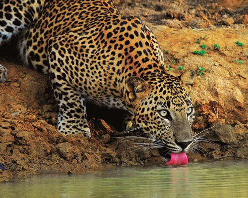 Leopard drinking out of a river in a national park 