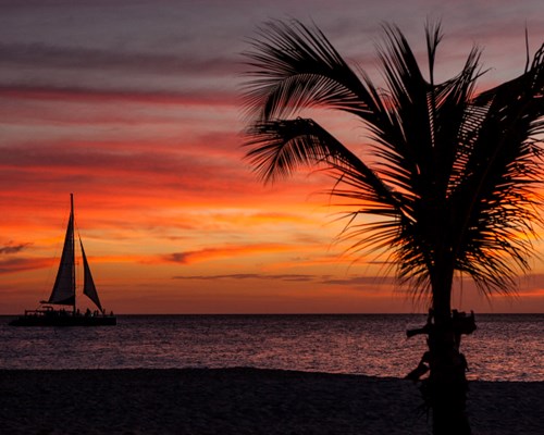 Boat sailing off into the sunset and a tall palm tree at the forefront