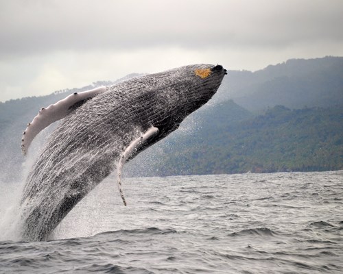 Humpback whale jumping out of the sea