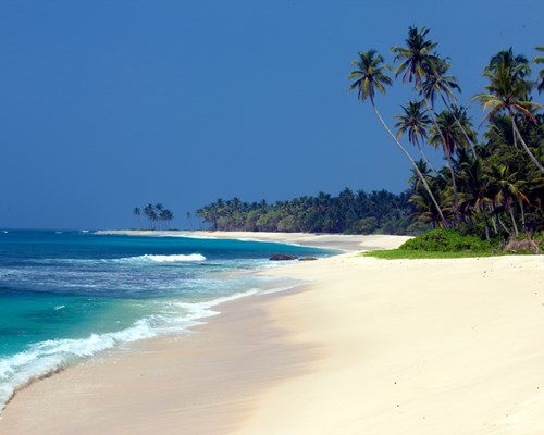 Golden beach with blue ocean and leafy greenery in the background 