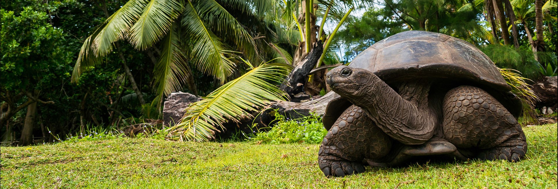 Aldabra Giant Tortoise on the grass underneath tropical palm plants