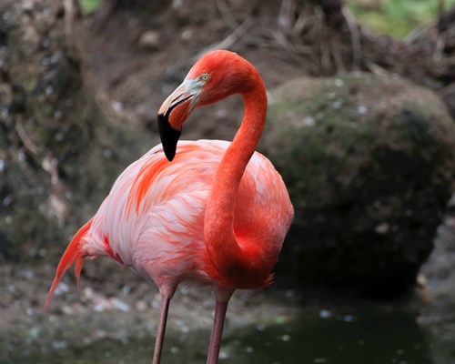 Pink flamingo standing in dark water 