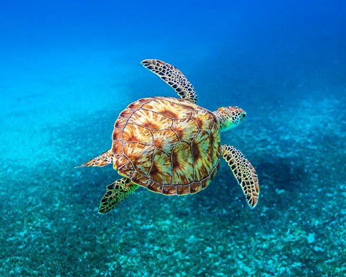Large turtle swimming in tropical sea