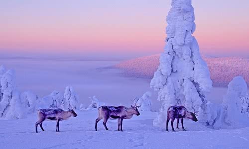 can you visit santa in lapland after christmas