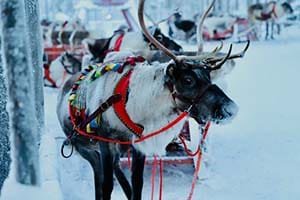 Reindeer pulling a sleigh through the snow